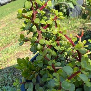Live Afra Elephant Bush Succulent Plant!